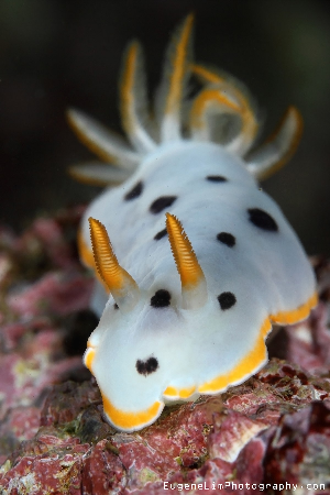 Chromodoris orientalis